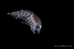 Themisto pacifica