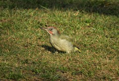 Picus sharpei