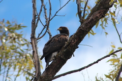 Parabuteo unicinctus