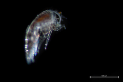 Themisto pacifica