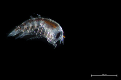 Themisto pacifica