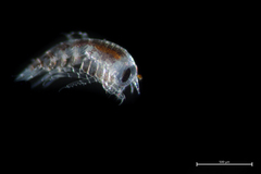 Themisto pacifica