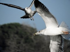 Larus fuscus