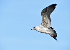 Larus fuscus