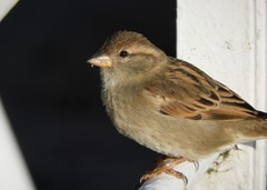 Passer domesticus