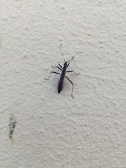 Micrelytra fossularum