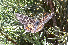 Chlosyne melitaeoides