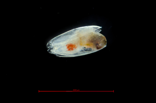 Helicid Pteropod