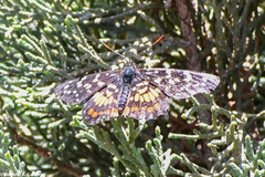 Chlosyne melitaeoides