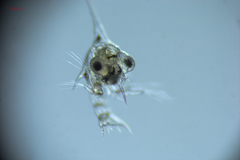 Hemigrapsus oregonensis