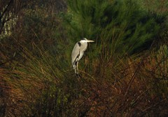 Ardea cinerea