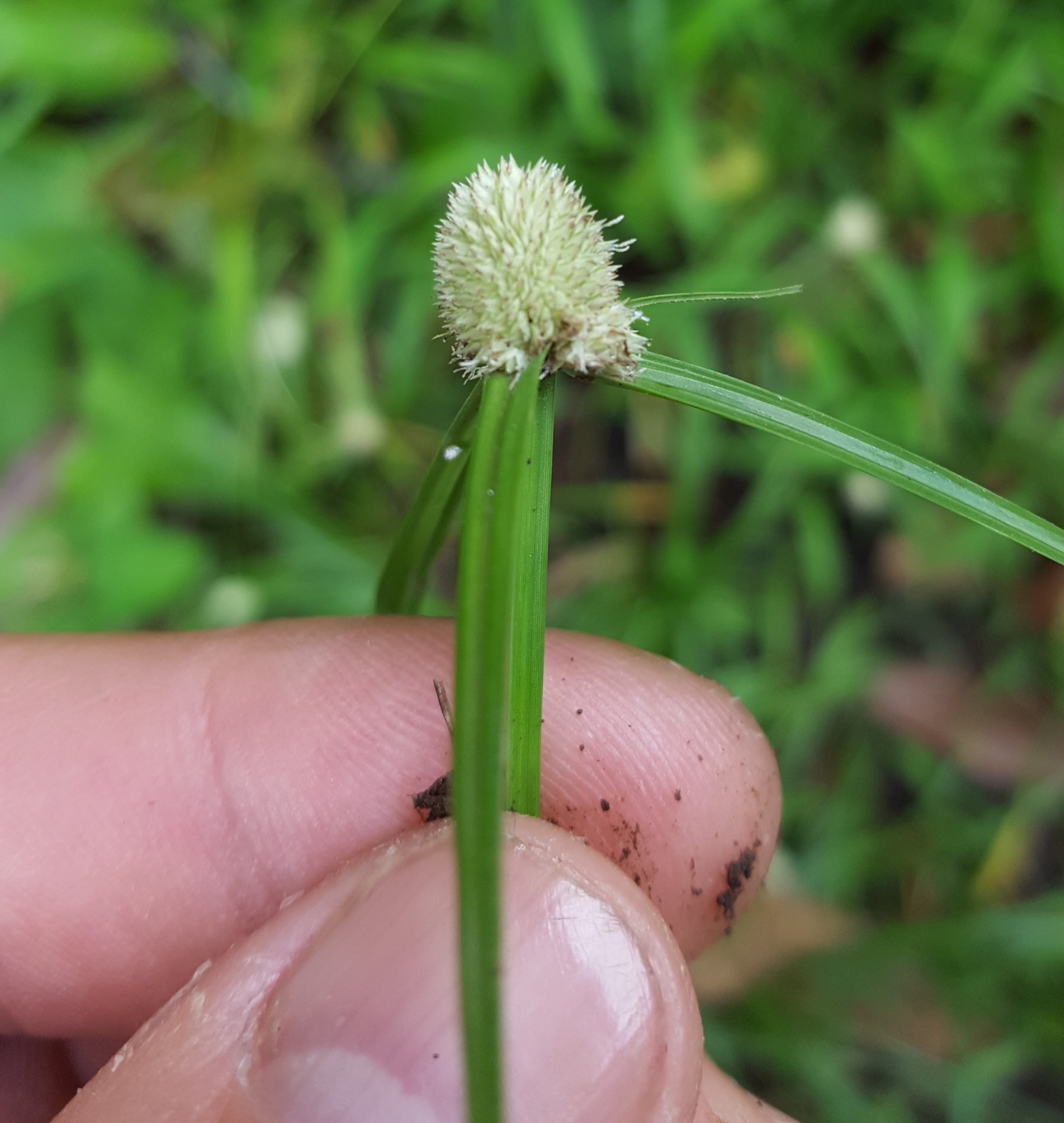 (c) François Rousseu, certains droits réservés (CC BY-NC) https://www.inaturalist.org/observations/104876607