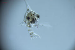 Hemigrapsus oregonensis