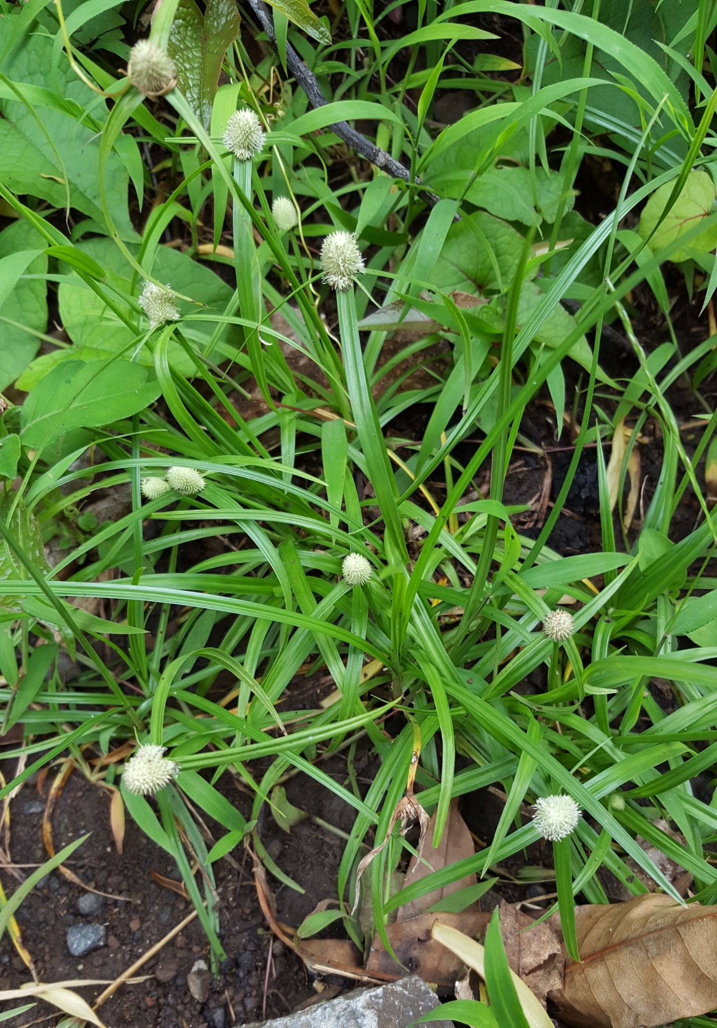 (c) François Rousseu, certains droits réservés (CC BY-NC) https://www.inaturalist.org/observations/104876607
