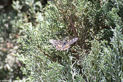 Chlosyne melitaeoides