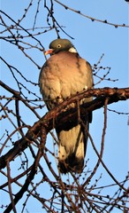 Columba palumbus