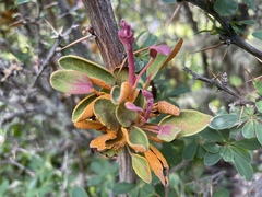 Puccinia magellanica