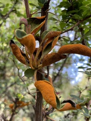 Puccinia magellanica