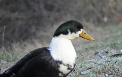 Anas platyrhynchos domesticus