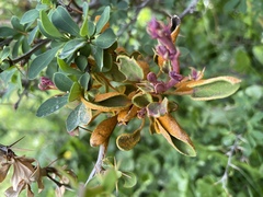 Puccinia magellanica