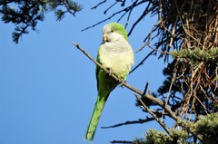 Myiopsitta monachus