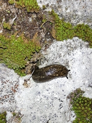 Geomalacus maculosus