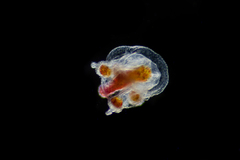 Euphysa