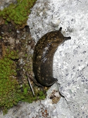Geomalacus maculosus
