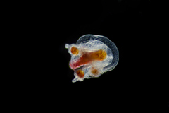 Euphysa