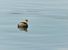 Tachybaptus ruficollis