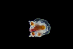 Euphysa