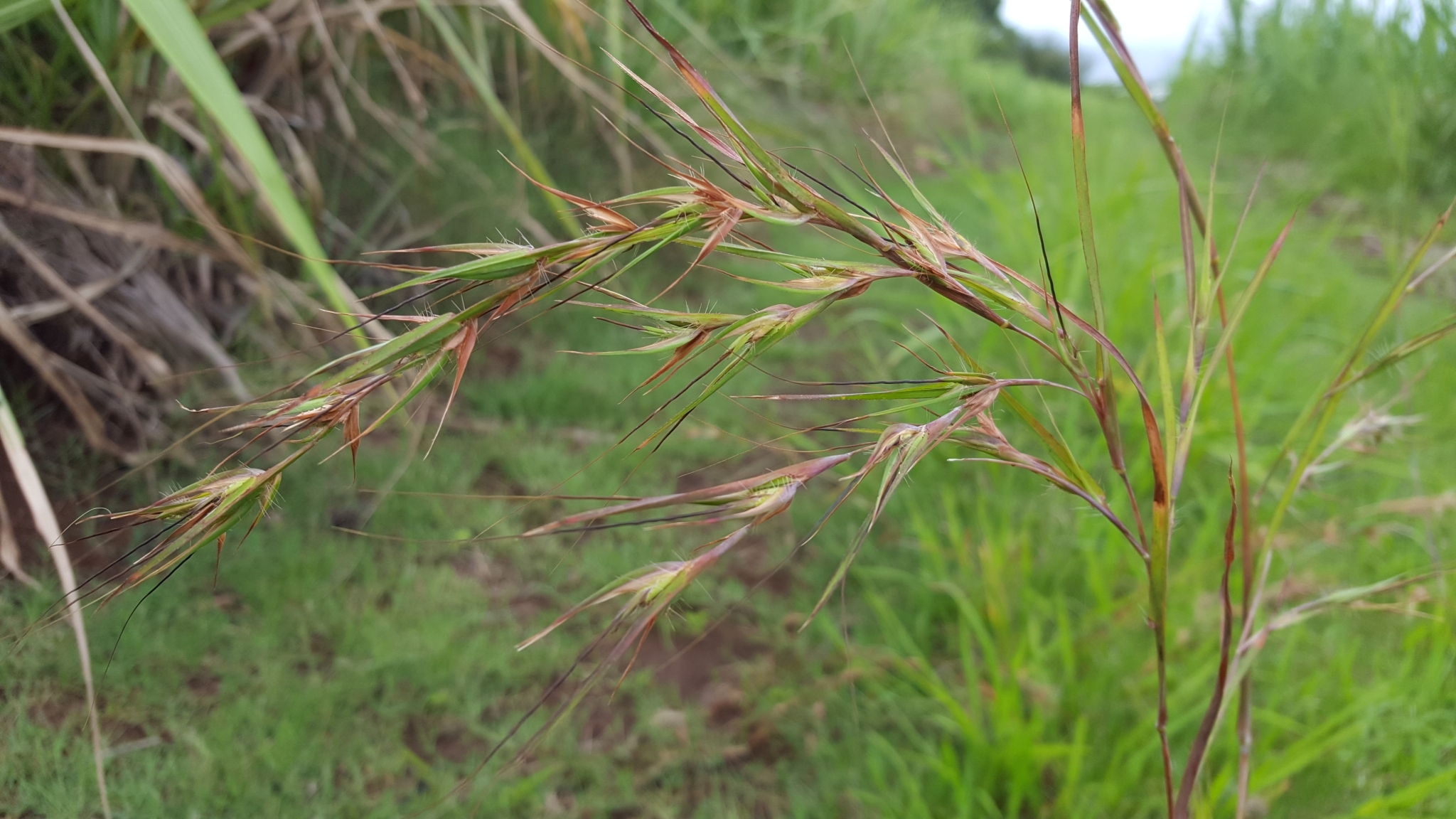 (c) François Rousseu, certains droits réservés (CC BY-NC) https://www.inaturalist.org/observations/104876730