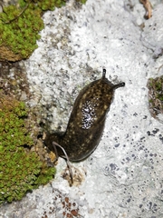 Geomalacus maculosus