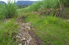 Themeda quadrivalvis