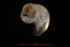 Mitrella gausapata