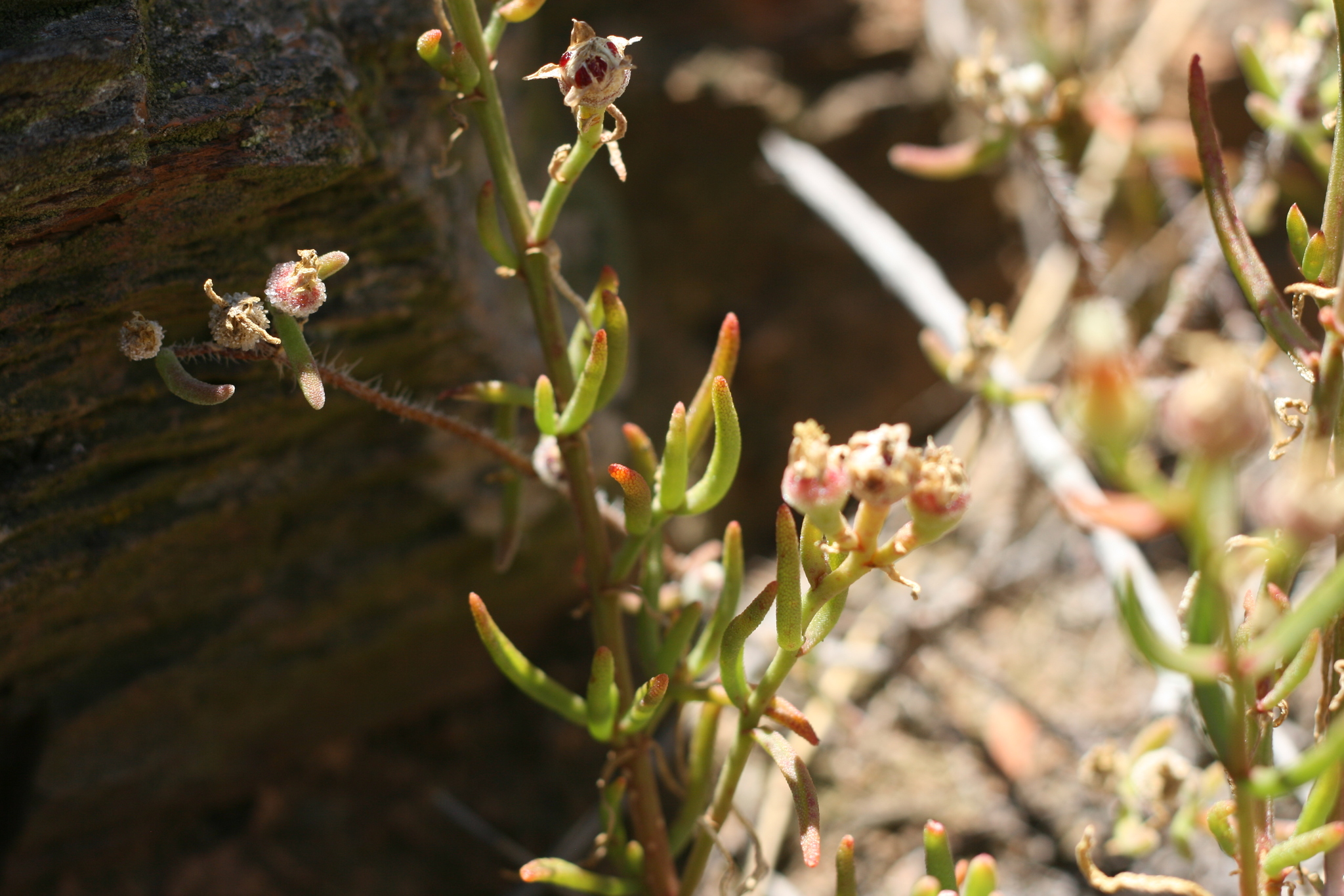 Mesembryanthemum suffruticosum (L. Bolus) Klak 2
