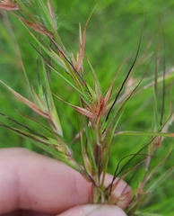 Themeda quadrivalvis