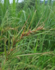 Themeda quadrivalvis