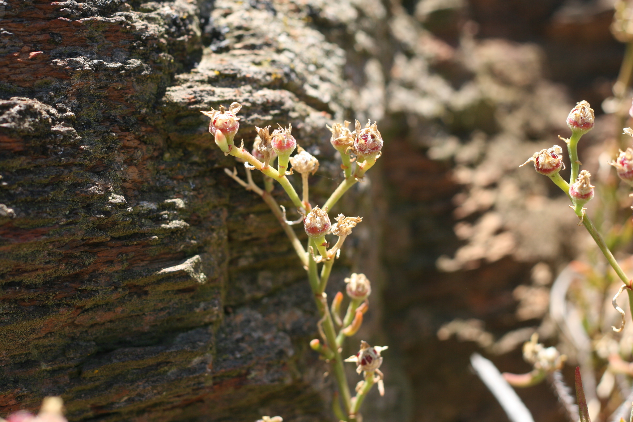 Mesembryanthemum suffruticosum (L. Bolus) Klak