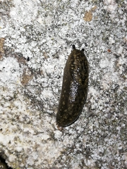 Geomalacus maculosus