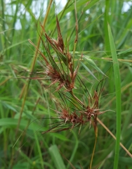 Themeda quadrivalvis