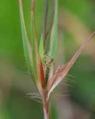 Themeda quadrivalvis