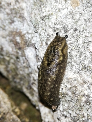 Geomalacus maculosus