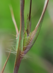 Themeda quadrivalvis