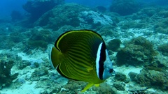 Chaetodon auripes