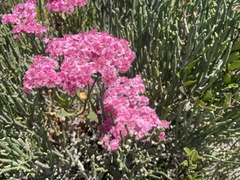 Limonium peregrinum
