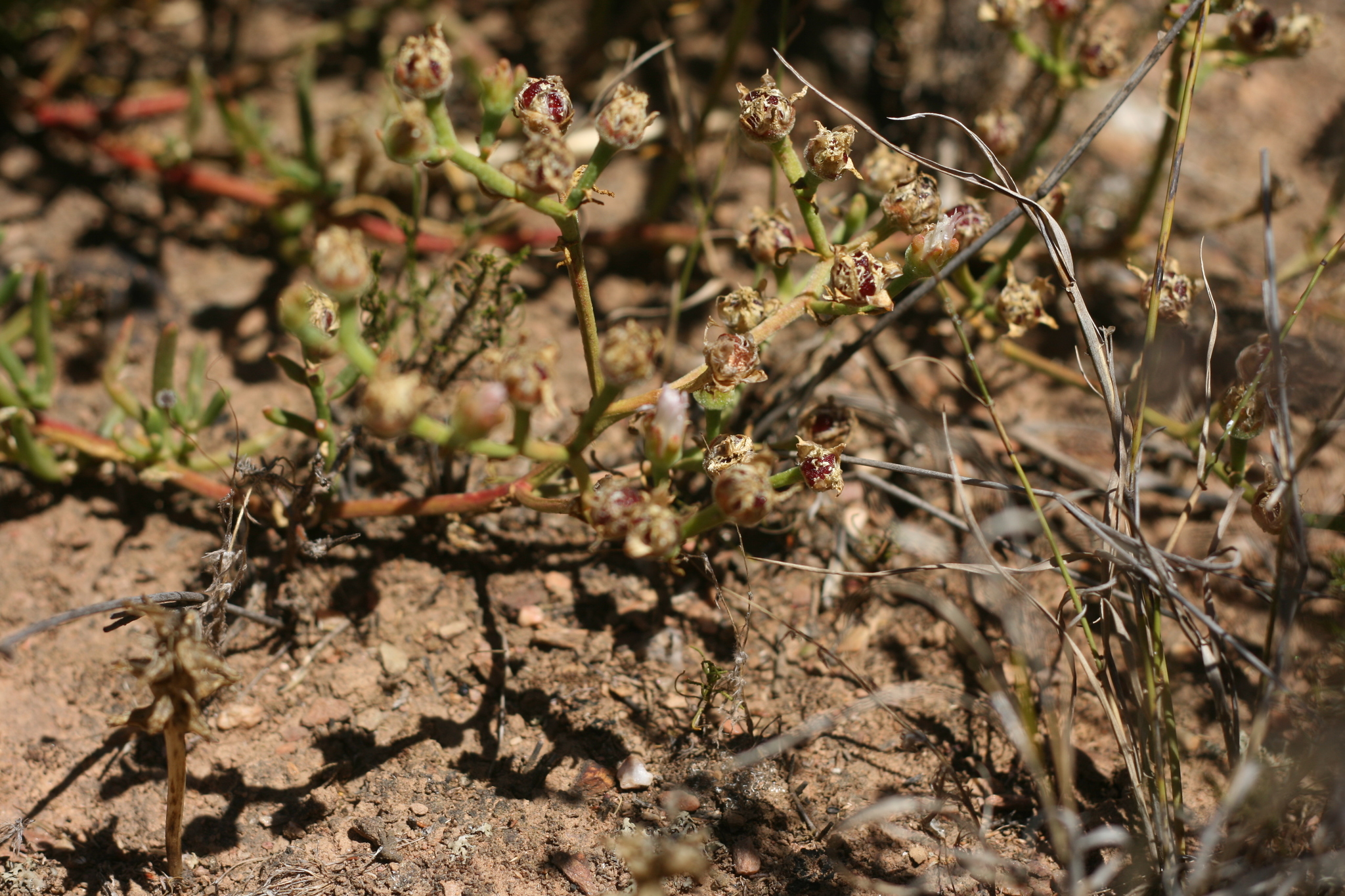 Mesembryanthemum suffruticosum (L. Bolus) Klak 3