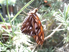 Dione vanillae