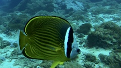 Chaetodon auripes