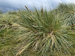 Poa flabellata